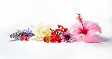 Warum Parfümeure wieder auf echte Blumen zurückgreifen Warum Parfümeure wieder auf echte Blumen zurückgreifen